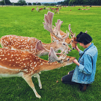 vedere i cervi parco phoenix park