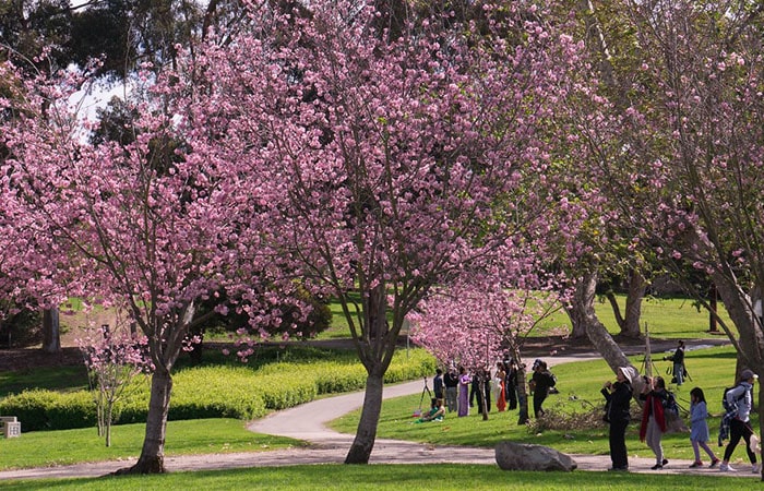 Cherry Trees in New York City