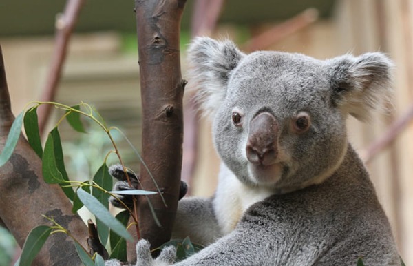 Koala at Edinburgh Zoo