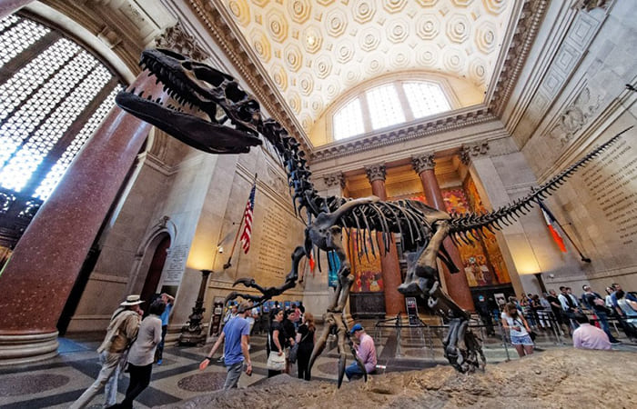 dinosaur in the american museum of natural history