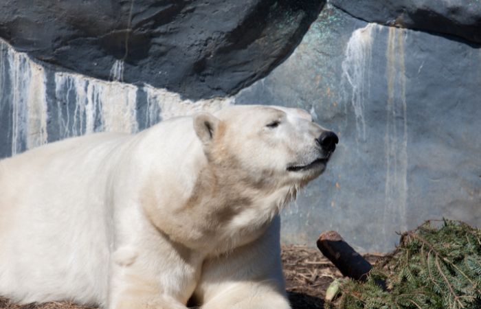 Toronto Zoo