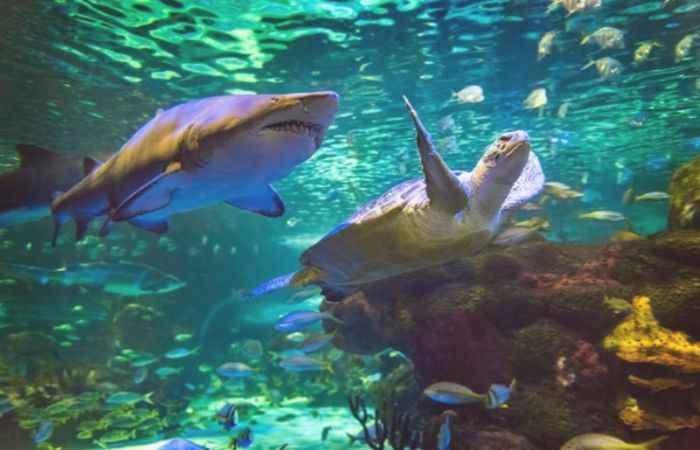 Ripley's Aquarium of Canada