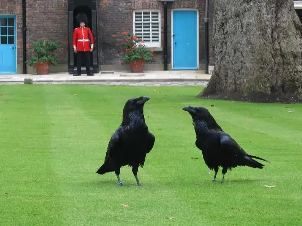 ravens on the grass at tower of london