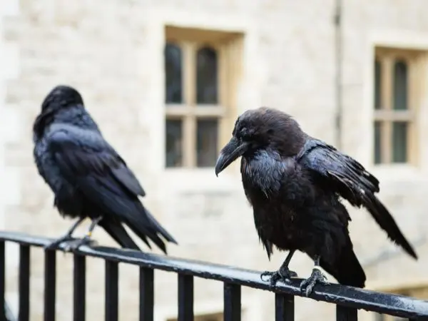ravens at the tower of london