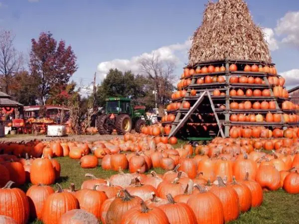 Harvest Festivals