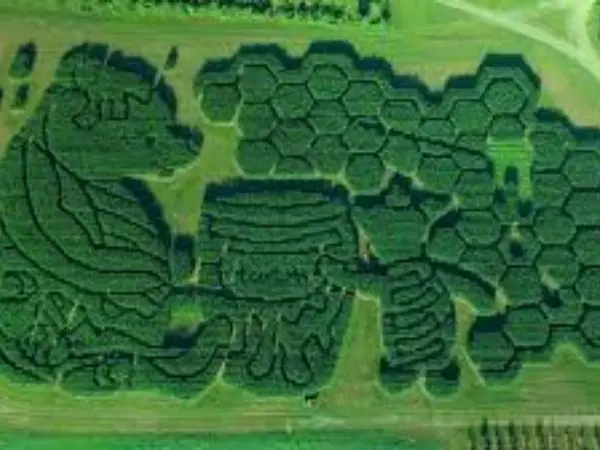 Corn Mazes