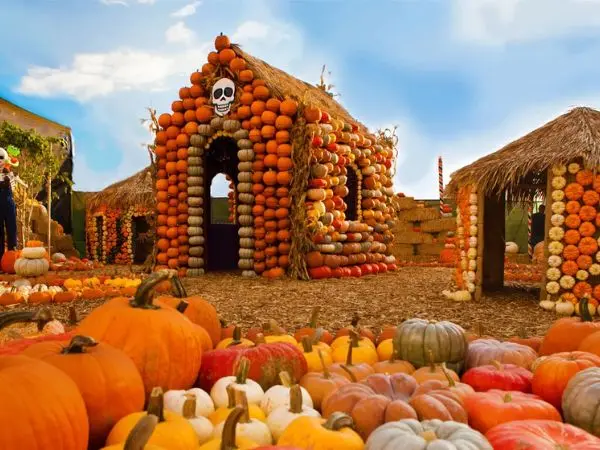 pumpkin patches