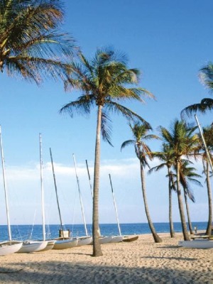 Palm trees on a beach in Fort lauderdale
